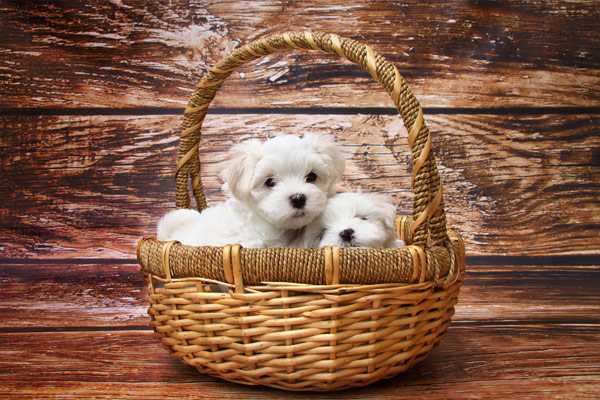 2 cute dogs in a wicker basket 600
