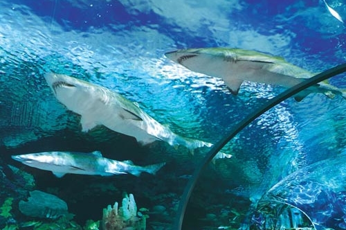 View of the Sharks above the Clear Tunnel at the Ripley Aquarium in Pigeon Forge