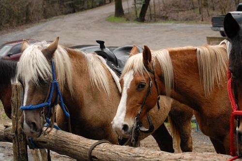 Horses tied to a post at the Smoky Mountain Horseback Riding adventure in Pigeon Forge